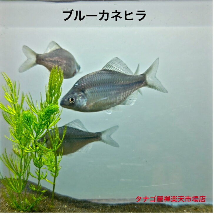 ブルー カネヒラ 5〜6センチサイズ メス1匹 2025年生まれ 送料無料 タナゴ たなご 川魚 生体 観賞魚販売 日本産淡水魚 淡水魚 生体 ペット アクアリウム