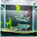 オイカワ (京都府産)9~13センチ オス1匹 送料無料 ヤマベ 生体 川魚 日本産淡水魚 観賞魚販売 アクアリウム ペット 稚魚