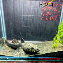 ドンコ (京都府産)約15センチ1匹 送料無料 川魚販売 観賞魚販売 日本産淡水魚 生体 底物 ペット 稚魚 アクアリウム
