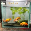 ランチュウ 7~9センチ一匹 送料無料金魚らんちゅうキンギョきんぎょ観賞魚淡水魚生体ペットアクアリウム