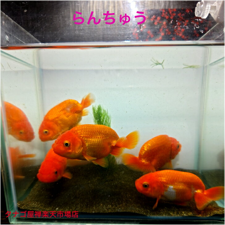 ランチュウ 8～9センチサイズ 1匹 送料無料 当才 らんちゅう 金魚 観賞魚販売 生体 ペット 稚魚 アクアリウム