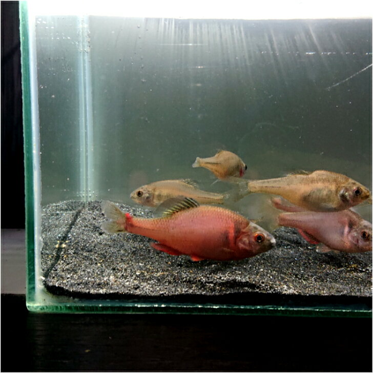 火山タナゴ5〜8センチ オス1匹 送料無料 かざんたなご タナゴ たなご シーナンタナゴ 観賞魚販売 淡水魚 生体 ペット 稚魚