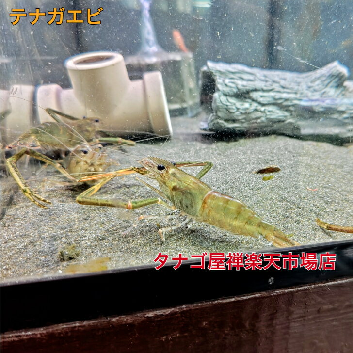 テナガエビ 特大サイズ 8〜10センチ オス 1匹 送料無料 手長エビ 販売 エビ えび 生体 観賞 飼育 海老 川魚 日本産淡水魚 テナガエビ生体 観賞魚販売 癒し ペット 稚魚 アクアリウム 飼育 手長海老 かわいい 野外飼育 日本 観賞用 飼育用