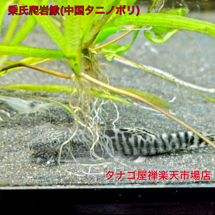 乗氏爬岩鰍5〜8センチ オス1匹 送料無料 タニノボリ 観賞魚販売 淡水魚 生体 ペット 稚魚