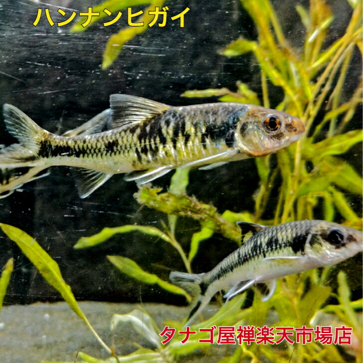 �ϥ�ʥ�ҥ�����10���������1ɤ�᥹2ɤ 3ɤ���å�����̵���������ø����Ѿ޵����Υ������ꥦ��