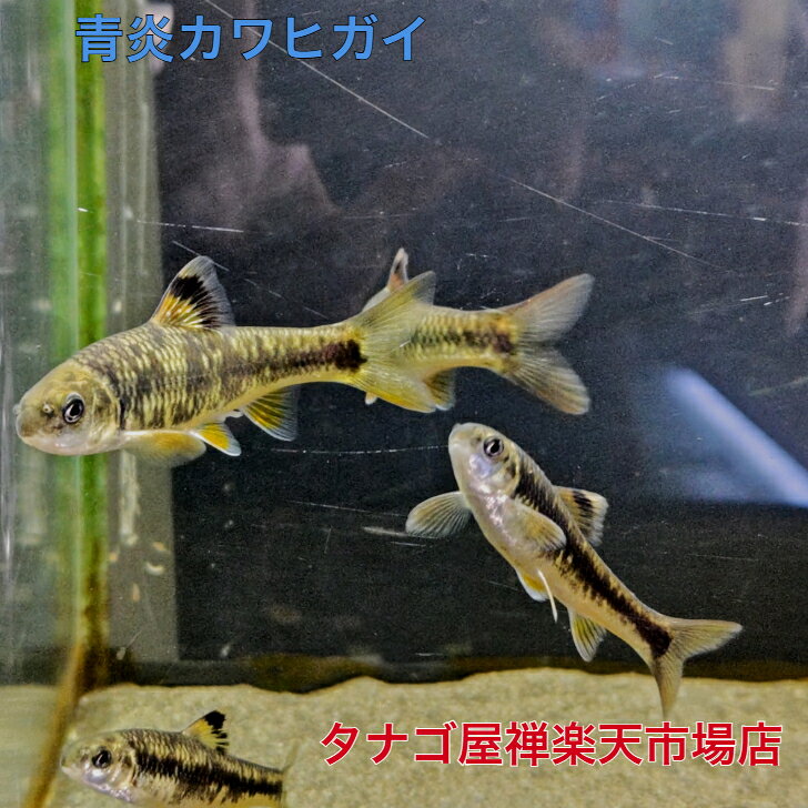 青炎カワヒガイ約10～15センチ 1ペア オス1匹メス1匹 合計2匹 送料無料 （画像の個体をお届けします）ヒガイ 観賞魚販売 日本産淡水魚 生体 ペット