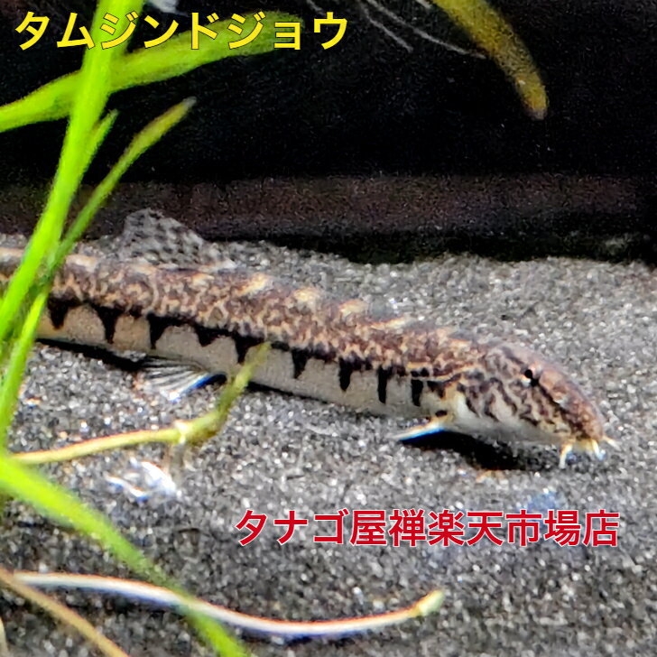 タムジンドジョウ8センチ1匹送料無料ドジョウ川魚淡水魚観賞魚生体ペット
