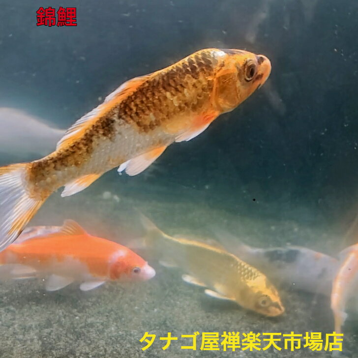 錦鯉8～10センチ1匹 送料無料 ニシキゴイ 観賞魚販売 生体 ペット 稚魚 アクアリウム
