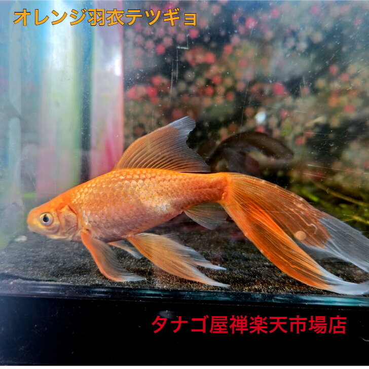 ����󥸱���ƥĥ���7��10����������1ɤ����̵��Ŵ������˥å���Ѿ޵����ܻ�ø���ø������ζ������Ź���������