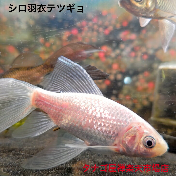 シロ羽衣テツギョ7～10センチセンチ1匹送料無料鉄魚川魚ニッタン観賞魚日本産淡水魚淡水魚生体金魚【当店オススメ】