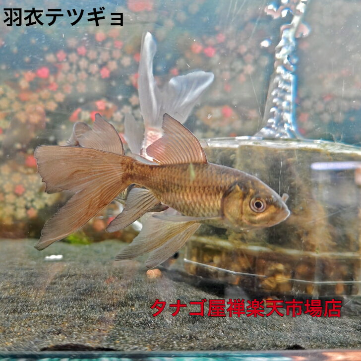 羽衣テツギョ7～10センチセンチ1匹送料無料鉄魚川魚ニッタン観賞魚日本産淡水魚淡水魚生体金魚【当店オススメ】
