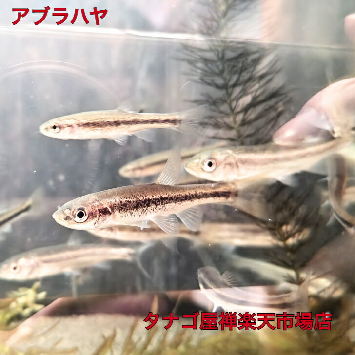 アブラハヤ約4～8センチ3匹送料無料川魚販売淡水魚観賞魚生体ペット稚魚アクアリウム