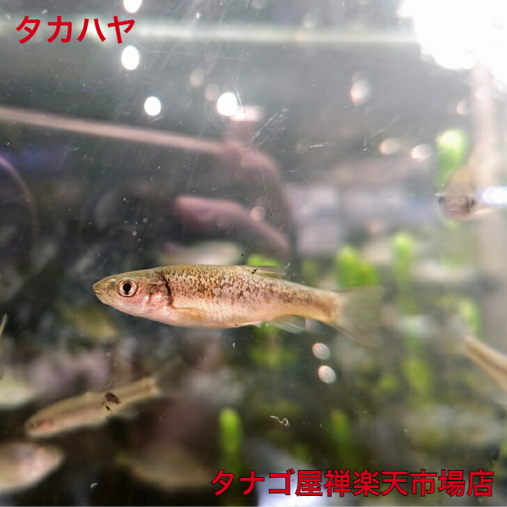 タカハヤ 4～7センチ 3匹セット 送料無料 ヤマベ 生体 川魚 日本産淡水魚 観賞魚販売 アクアリウム ペット 稚魚