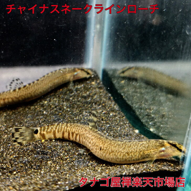 チャイナスネークラインローチ5～8センチ1匹送料無料ドジョウ生体川魚淡水魚観賞魚ペット稚魚アクアリウム