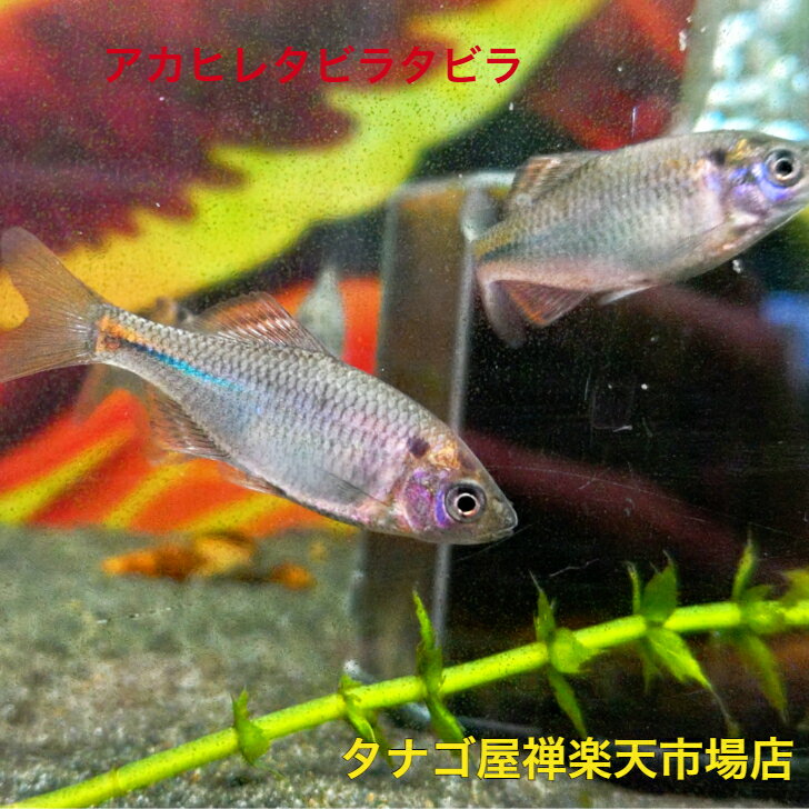 アカヒレタビラタビラ （岩手県産）3～5センチ 1ペア販売 送料無料 タナゴ たなご ボテ 川魚 観賞魚販売 日本産淡水魚 生体 ペット アクアリウム