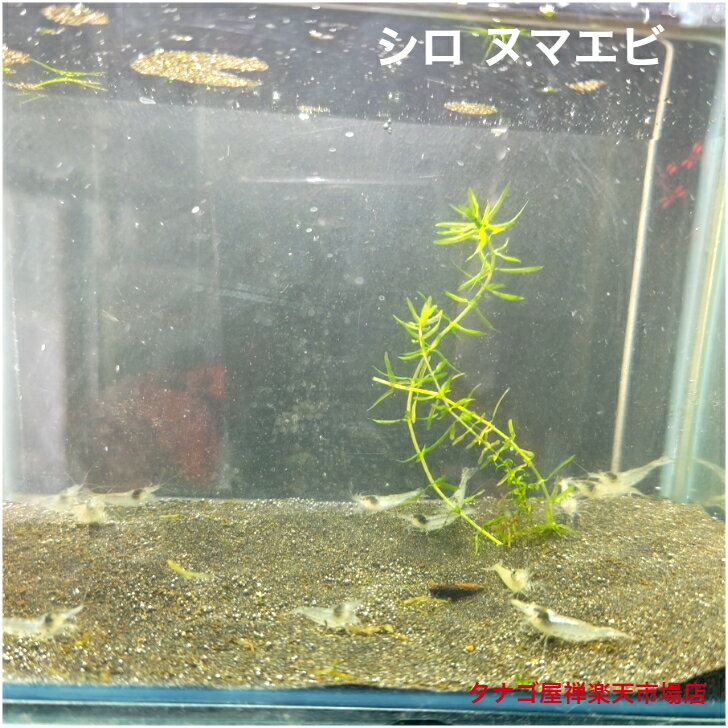 シロ ヌマエビ 2～3センチ 5匹セット 送料無料 エビ 水草 淡水魚 観賞魚 生体 ペット アクアリウム テラリウム エサ