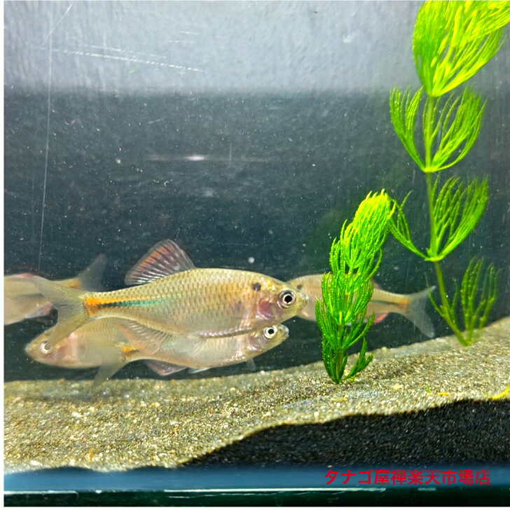 アカヒレタビラ （岩手県産ブリード）4〜5センチオス1匹 送料無料 タナゴ たなご アカ ヒレタビラ 観賞魚販売 日本産淡水魚 生体 ペット 稚魚 アクアリウム ビオトープ