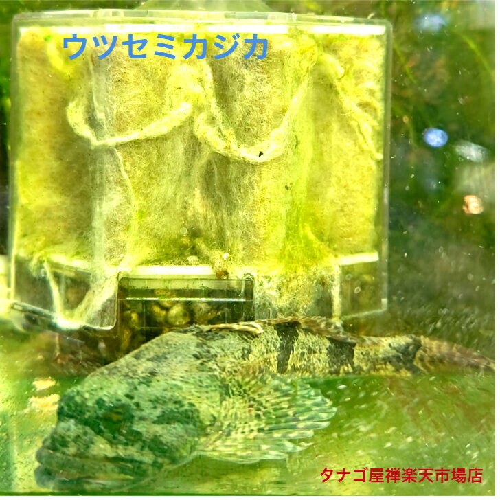 乐天商城 - ウツセミカジカ ベビー 3〜4センチ 3匹セット 送料無料 観賞魚販売 日本産淡水魚 生体 底物 ペット 稚魚 アクアリウム