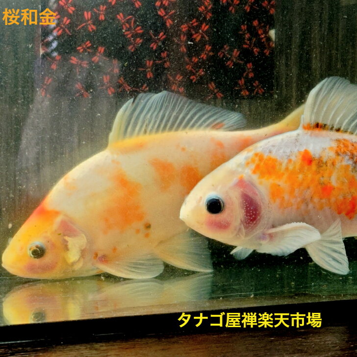 金魚　桜和金　　キラキラ 楽天市場】桜和金 金魚の通販