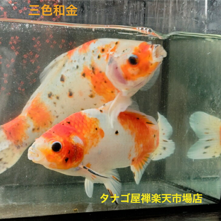 樂天商城 - 三色和金約15～25センチ送料無料金魚キンギョきんぎょ観賞魚淡水魚生体ペット稚魚