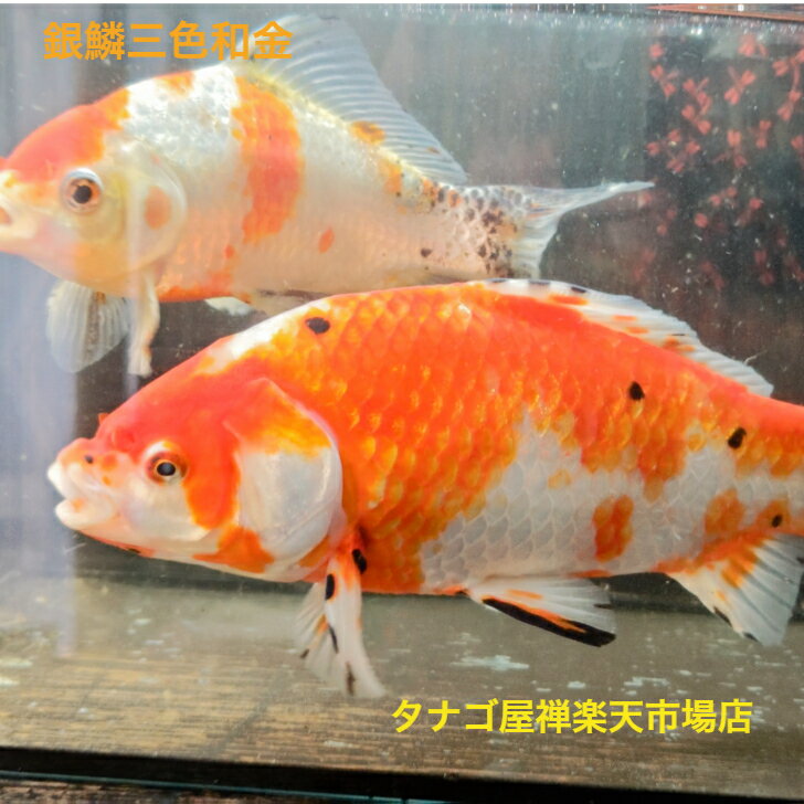 銀鱗三色和金 約15～25センチ送料無料金魚キンギョきんぎょ観賞魚淡水魚生体ペット稚魚