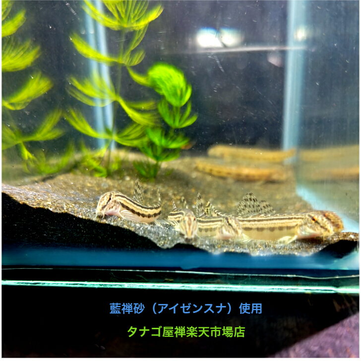 樂天商城 - オンガスジシマ ドジョウ （九州産）4～6センチ1匹 送料無料 ドジョウ 川魚 日本産淡水魚 観賞魚販売 生体 掃除屋 ペット 稚魚 アクアリウム