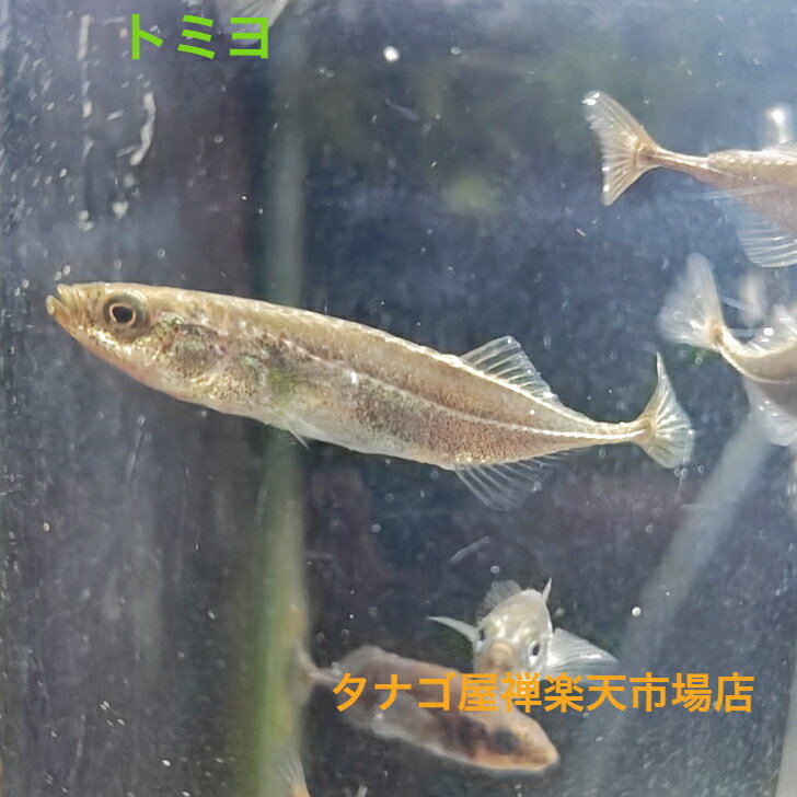 乐天商城 - トミヨ 約4-6センチ1匹送料無料 トゲウオ 川魚 淡水魚 観賞魚 生体 ペット 稚魚 アクアリウム