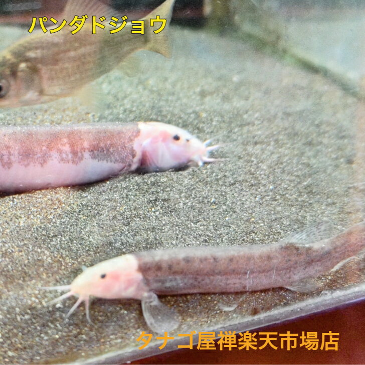 パンダドジョウ8～12センチ送料無料ドジョウ池や水槽の掃除屋さん日本産淡水魚観賞魚販売生体ペット稚魚アクアリウム