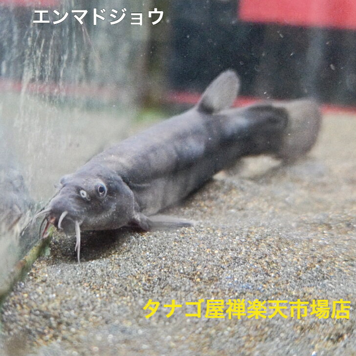 エンマドジョウ12センチ送料無料ドジョウ池や水槽の掃除屋さん日本産淡水魚観賞魚販売生体ペット稚魚アクアリウム