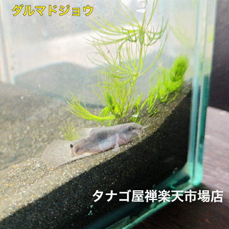 乐天商城 - ダルマドジョウ3センチ送料無料ドジョウ池や水槽の掃除屋さん日本産淡水魚観賞魚販売生体ペット稚魚アクアリウム