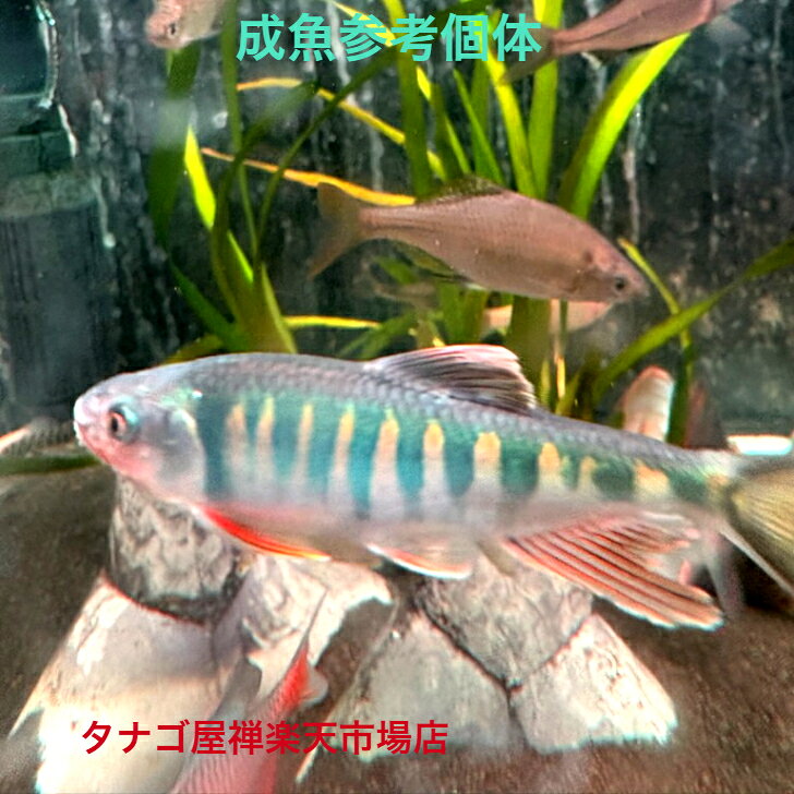 タナゴ屋禅楽天市場店のオイカワ（ベトナム産）約8センチ1匹 送料無料 生体 淡水魚 観賞魚販売 ペット 稚魚 アクアリウム｜アングル3