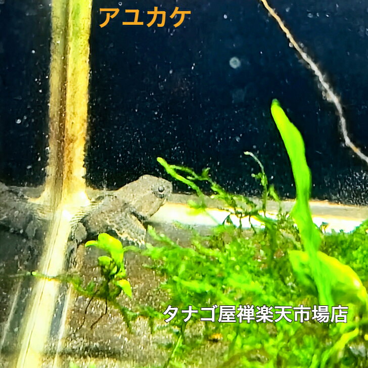 樂天商城 - アユカケ4〜6センチ1匹送料無料川魚淡水魚観賞魚生体ペットアクアリウム