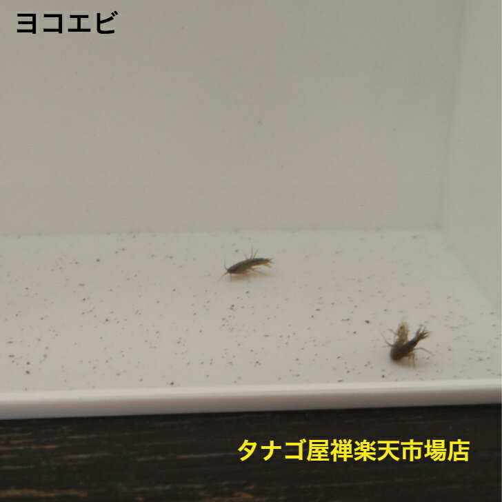 ヨコエビサイズ 5ミリ-1センチ 無選別 3匹セット 送料無料 エビ 販売 ヨコエビ 生体 観賞用 餌用 癒し ペット 稚魚 アクアリウム