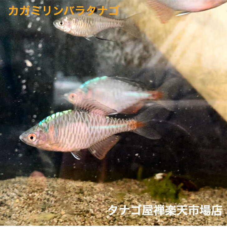 樂天商城 - カガミリン バラタナゴ 2〜3センチ 1ペア オス1匹メス1匹合計2匹セット 送料無料 タナゴ たなご タイリクバラタナゴ タイバラ オカメタナゴ 日本産淡水魚 生体 川魚 観賞魚販売 生体 ペット 稚魚