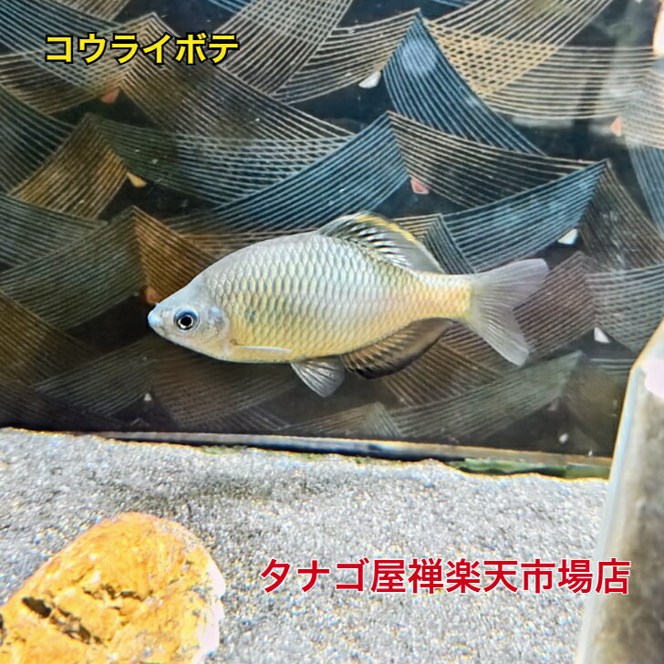 乐天商城 - コウライボテ 7〜10センチ1ペア送料無料タナゴ販売たなごボテ川魚観賞魚淡水魚生体ペット稚魚アクアリウム
