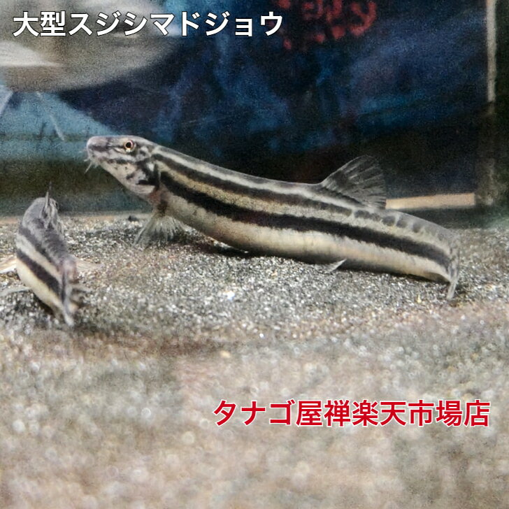 楽天市場】アクアリウム ドジョウの通販