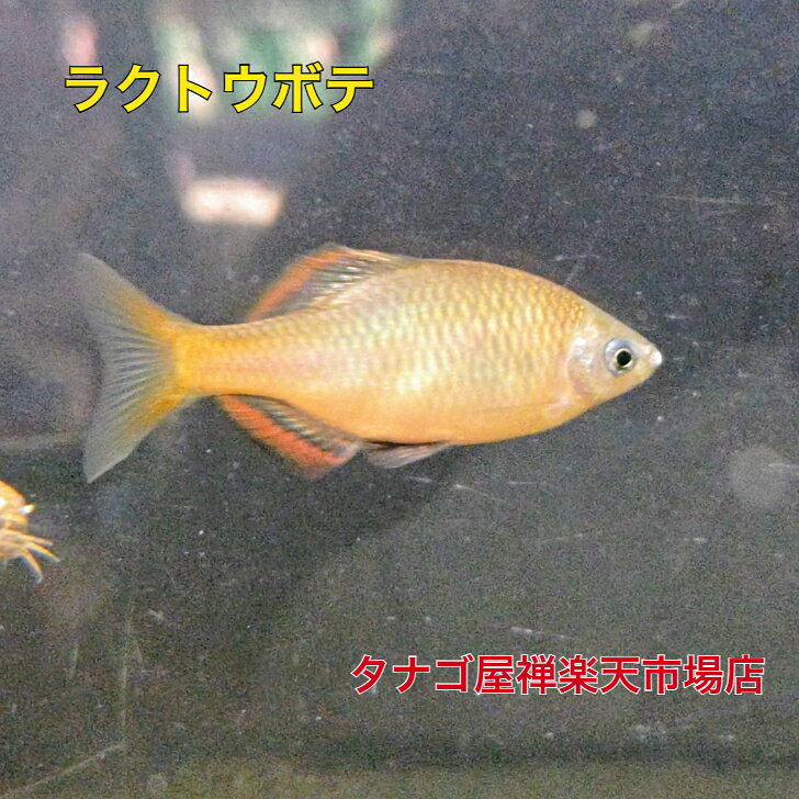 ラクトウボテ6〜9センチ1匹送料無料タナゴ販売たなごボテ川魚観賞魚淡水魚生体ペッ...