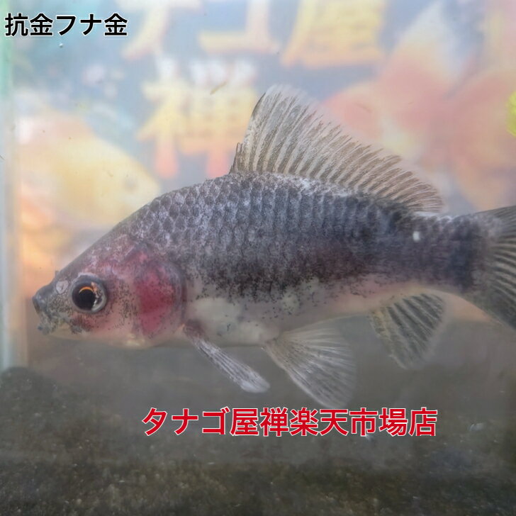 抗金ふな金 約7～15センチ送料無料金魚キンギョきんぎょ観賞魚淡水魚生体ペット稚魚