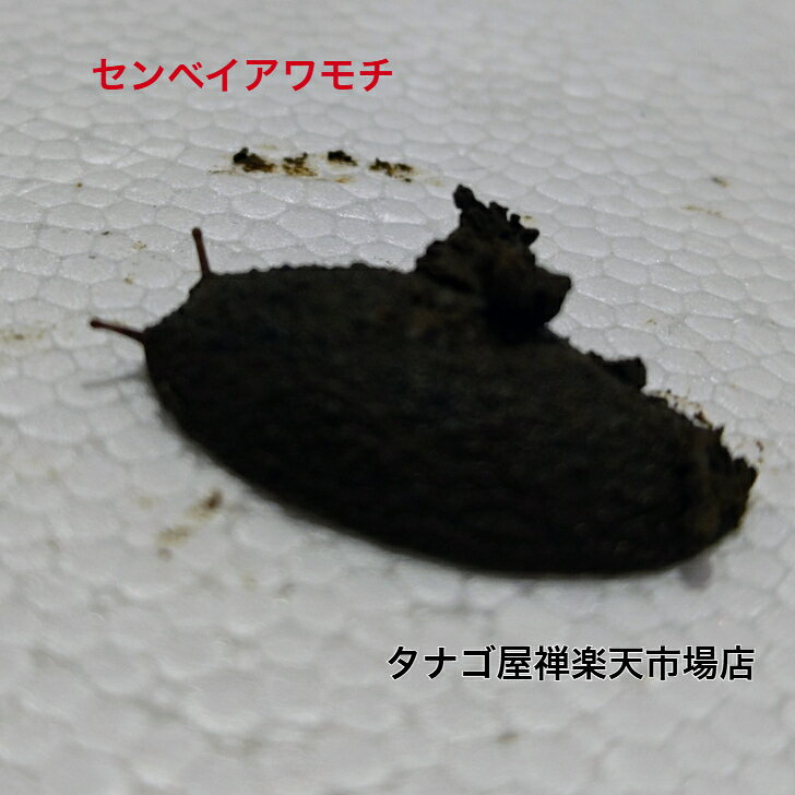 センベイアワモチ4センチ〜6センチペア送料無料貝生体希少生物ドロアワモチ