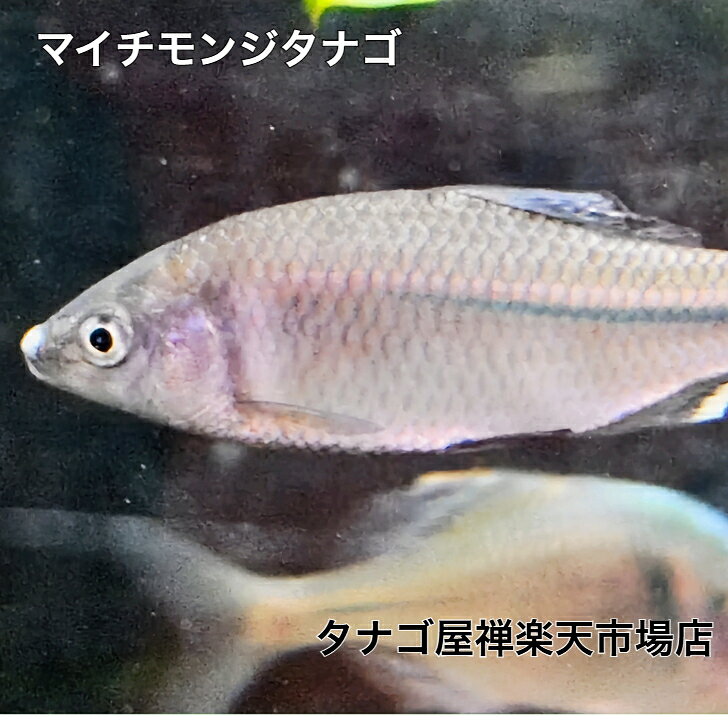 楽天市場】イチモンジタナゴ（ペット・ペットグッズ）の通販
