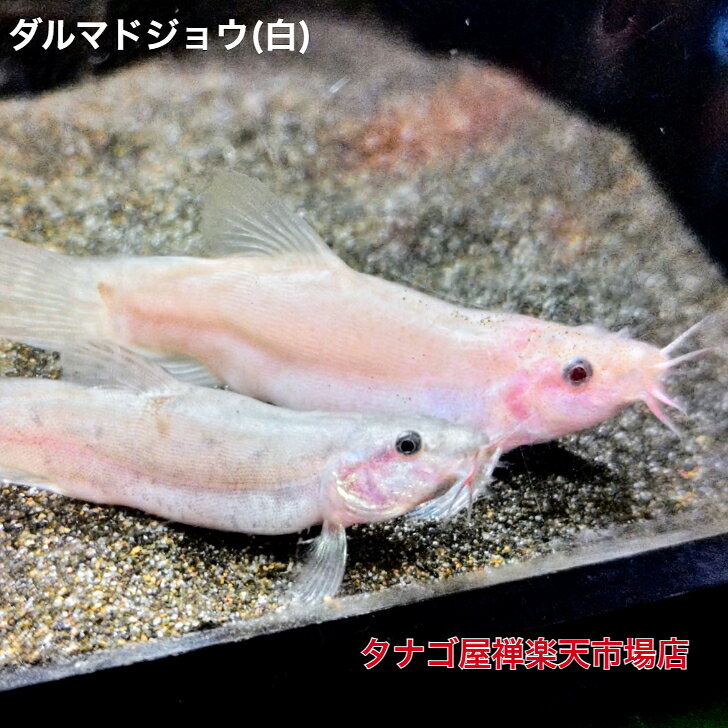 ダルマドジョウ（白）3～6センチ1匹送料無料ドジョウ池や水槽の掃除屋さん日本産淡水魚観賞魚販売生体ペット稚魚アクアリウム