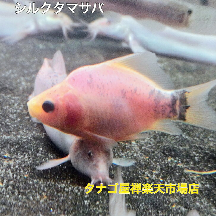 商品情報飼育環境室内飼育可能野外飼育可能池飼育可能混泳可能シルク 玉サバ 5～8センチ 1匹～10匹 送料無料 タマサバ 金魚 キンギョ きんぎょ 金魚販売 観賞魚 販売 生体 ペット 稚魚 飼いやすい 飼う 飼育 アクアリウム 野外飼育 室内飼育 池飼育 混泳飼育 野外 室内 池 混泳 かわいい 可愛い 比較的寒冷地に強い金魚 ●ずんぐりとした体形ですいすい泳ぐ姿はとっても可愛い金魚です。飼育は容易ですがエサの与えすぎには病気になってしまうので注意が必要です。水替えは基本1週間に一度、全水量の三分の一程度水槽の水を捨てて、カルキ抜き等で塩素を中和した新しいを入れてあげてください。水槽内に同居する魚がたくさんいる場合は3日～5日に一度の水替えをおすすめします。●画像の魚は参考画像です。●死着保障有ります。お魚到着後すぐに確認していただき画像を当店に送ってください。画像確認後に在庫がある場合は代替品の再発送等で対応させていただきます。●梱包の時に細心の注意をして金魚さんを扱っていますが、お届けする魚にヒレがよれていたり、ヒレが切れている仔が混ざる場合があります。ご了承の上ご注文して下さい。●九州・北海道からのご注文は別途￥650がかかりますので考慮に入れてご注文してください。複数ご注文の場合は別途料金はかかりません。11月～4月北海道からのご注文は寒冷地用特別梱包費￥1000がかかります。●ご都合で受け取れない日時がある場合にはご注文時にメールか御電話でお知らせください。都合の良い日に日時指定で発送させていただきます。●発送前の検品で病気等が見つかった場合には完治するまで7日～14日ほどお届けが延期になる場合があります。●店舗での販売価格と異なる場合があります。●商品発送後のキャンセル・返品はできませんのでご了承の上ご注文してください。 2