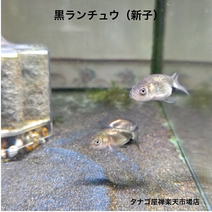 黒ランチュウ 約5～7センチ（当才）2匹セット 送料無料 金魚 らんちゅう キンギョ きんぎょ 観賞魚 淡水魚 生体 ペット 稚魚