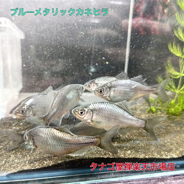 ブルーメタリック カネヒラ 新仔 3匹 セット4〜6センチ 2026年生まれ 送料無料 タナゴ 川魚 ニッタン 日淡 日本産淡水魚 淡水魚 観賞魚 カネヒラ 生体 水遊び ペット アクアリウム タナゴの王様、婚姻色がきれいなカネヒラの改良種 ●カネヒラの改良品種で秋産卵のタナゴ。室内水槽飼育ならば、9月〜12月末頃まで産卵して、翌年5〜6月初旬に稚魚が生まれてきます。外飼育ですと8月〜11月頃まで産卵して、翌年4月半ば〜6月初旬頃浮上します。飼育温度も12℃〜35℃と適応してくれ、タナゴ類の中でも、飼いやすい魚です。寿命も3年〜4年と長く、サイズも10〜14センチと大型になります。大きくしたい方は大型水槽で飼育してみてください。大きくしたくない方は、小型水槽で飼育すると、ある程度のサイズで、成長が止まります。水が汚れてくると、ヒレをたたみ、水槽のすみっこで、じっと動かなくなりますので、すぐに水替えしてあげてください。※最後の画像は大人予想となります。●画像の魚は参考画像です。●納品する季節により撮影時より色味が変化する事があります。●【死着保障有ります】●ご注文時に木曜日・金曜日・土曜日・日曜日・月曜日の中から受け取り指定をお願いしております。当店火曜日が定休日の為、誤着延着発送の業務ができませんのでよろしくお願いします。また、いつでも受け取り可能な場合も、商品の特性上受け取り指定をお願いしております。到着希望日のない場合は最短指定日にて発送させていただきますので商品到着までお待ちください。 2