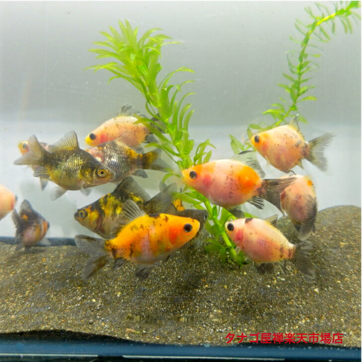 楽天市場】金魚 玉の通販