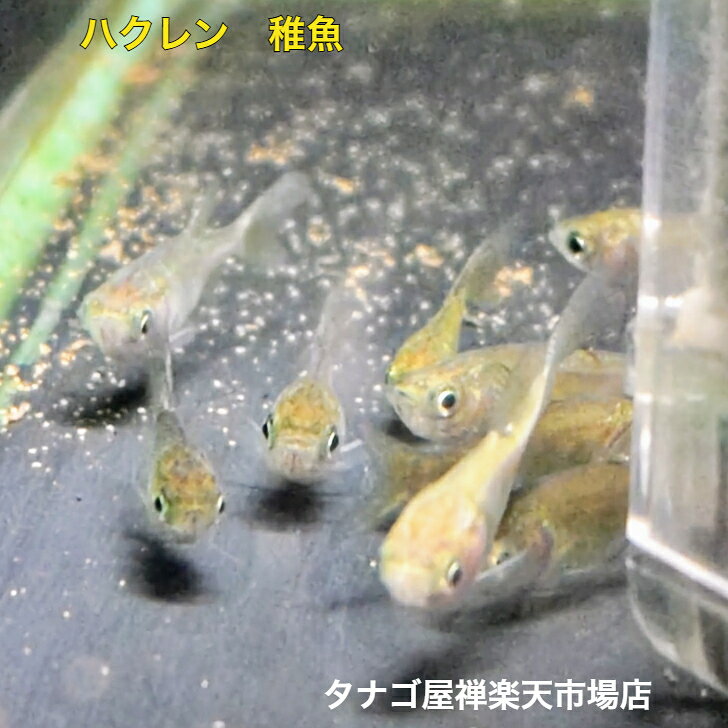 商品情報飼育環境室内飼育可能野外飼育可能池飼育可能エサ小粒の飼料等水替え1週間に1回、全水量の三分の一をカルキ抜きをした新しい水と交換夏場の高温期には、全水量の半分をカルキ抜きをした新しいと交換して下さい。ハクレン 約3センチ 送料無料 川魚 観賞魚販売 生体 日本産淡水魚 水草除去 池の掃除屋 ペット 稚魚 アクアリウム ギョロっとした目が可愛い ●雑食性で何でもよく食べてくれますが当店では小粒のエサ等あげています。●死着保障有ります。●画像の魚は参考画像です。●九州・北海道からご注文は別途送料￥650がかかりますので考慮に入れてご注文してください。●発送前の検品で病気等が見つかった場合には完治するまで7日～14日ほどお届けが延期になる事があります。その場合にはメールか御電話にてお知らせします。●状態の良い仔からお届けするように心がけておりますが、ヒレ切れエラ切れ等の個体が混ざる場合があります。ご了承の上ご注文下さい。●ご都合で受け取れない日時がある場合にはご注文時にメールか御電話でおしらせください。都合の良い日に日時指定で発送させていただきます。●店舗でも販売しておりますのでご注文いただきましても売り切れの場合があります。その場合には在庫確認後に4日～10日程度でお届けできる予定です。●店舗での販売価格と違う場合があります。 2
