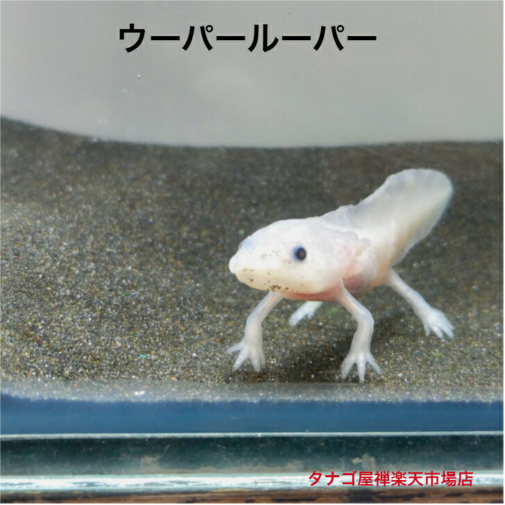 楽天市場】ウーパールーパー生体の通販