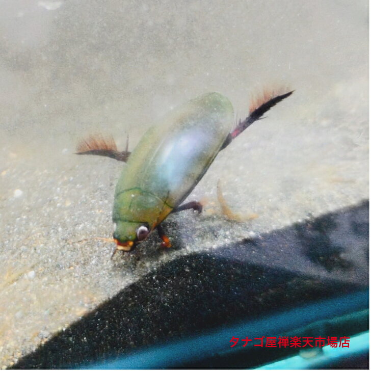 商品情報飼育環境室内飼育可能野外飼育可能池飼育可能クロゲンゴロウ サイズ 2〜3センチ 送料無料 生体 観賞用 水生昆虫 癒し ペット 稚魚 アクアリウム 身近な水生昆虫 ●全身が黒く、光の反射でエメラルドグリーンに輝きます。飼育は容易、室内飼育、野外飼育どちらでも適応可能です。エサを探しているのか動き回る姿は見ていて飽きないです。魚との混泳にはちょっと注意が必要です。小さいサイズの魚だと食べてしまうし、大きな魚と同居させると食べられてしまいます。当店では、冷凍赤虫などを与えています。●画像のクロゲンゴロウは参考画像です。●オスメスの指定はできませんのでご了承ください。●発送から翌日到着分半滅のみ死着保障有ります。到着いたしましたらすぐに袋の中の魚を確認してください。死着等ありましたら直ちにご連絡いただければ対応いたします。酸素入り袋を開けてしまった場合は保証対象外とさせていただきます。●手・足が欠損している個体が混ざる場合がありますがご了承の上ご注文してください。●段ボール梱包で発送いたしますが季節によっては発泡スチロール梱包にてお届けいたします。●九州・北海道からのご注文は別途￥500かかりますので考慮にいれてください。●ご注文時にご都合で受け取れない日時がある場合にはご注文時にメールか電話でお知らせくだい。ヤマト便日時指定で発送可能です。●店舗での販売価格と異なる場合があります。 2