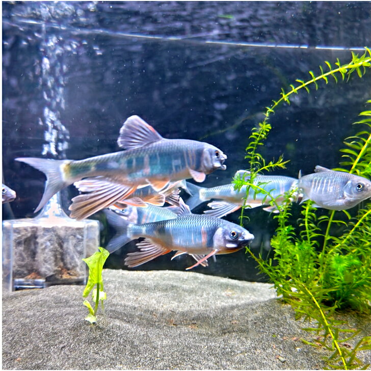 オイカワ （埼玉県産） 11～14センチ 送料無料 ヤマベ 生体 川魚 日本産淡水魚 観賞魚販売 ア ...