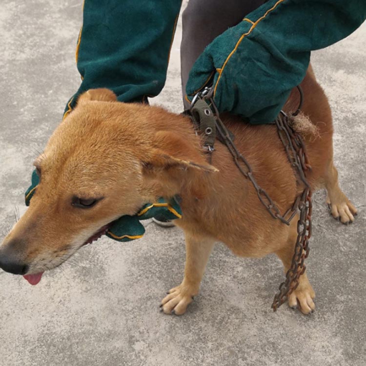 ペットグローブ 犬 噛みつき防止手袋 35cm 噛みつき防止 ペット 噛みつき 防止 手...